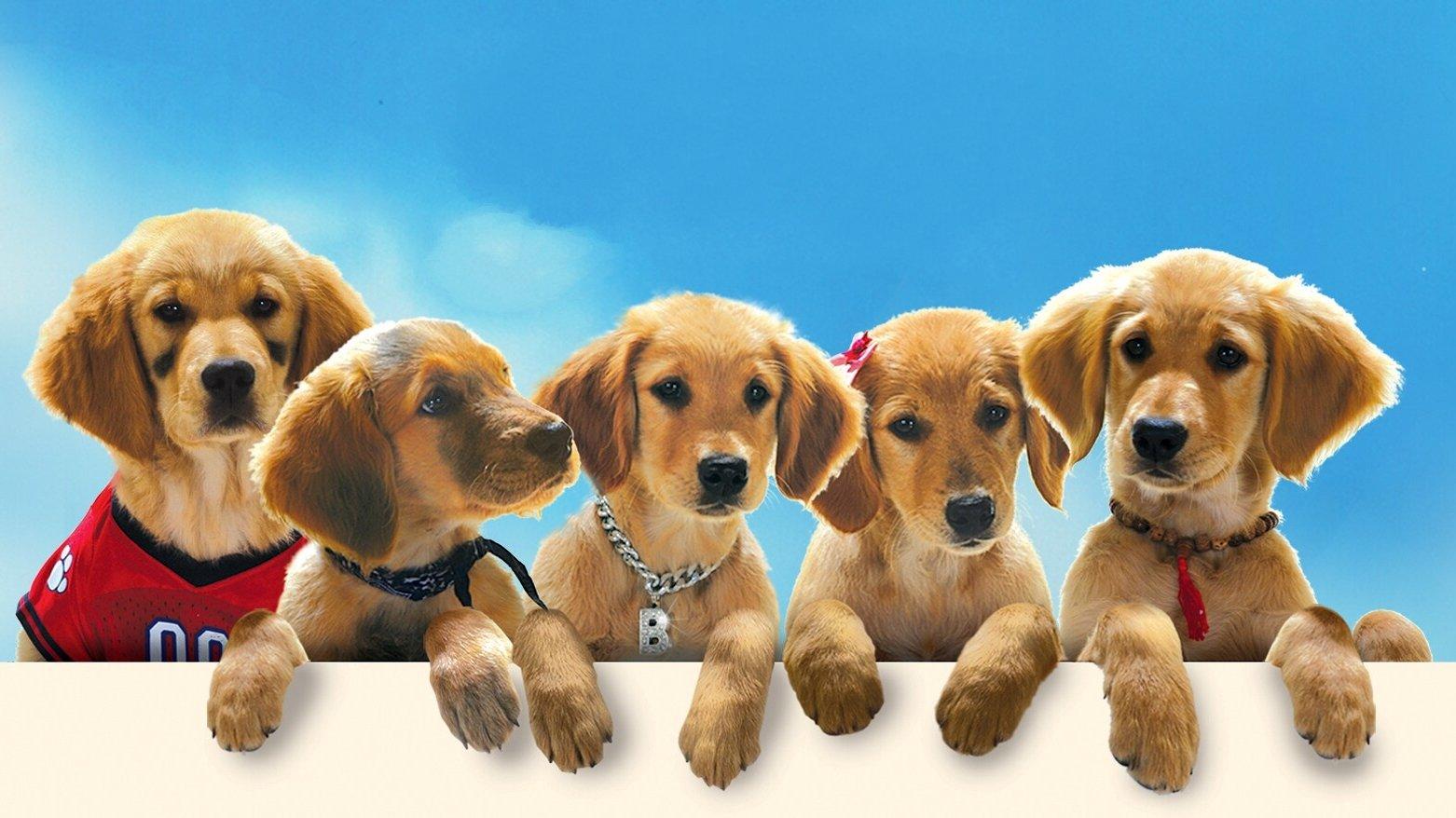 Buddies Collection