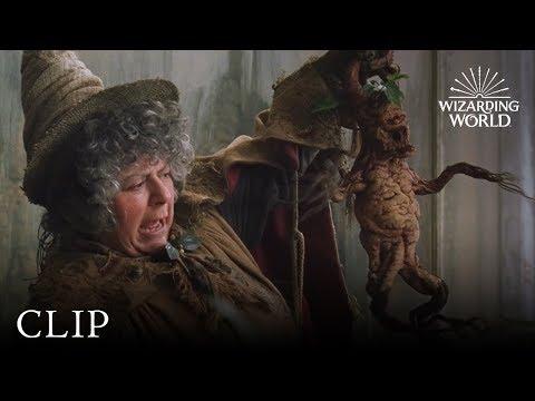 Mandrake Potting